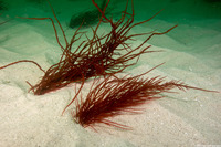 Sarcodiotheca gaudichaudii (Sarcodiotheca Gaudichaudii)