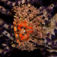 Phyllolithodes papillosus (Heart Crab)