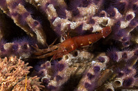 Heptacarpus brevirostris (Stout Shrimp)