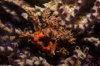 Phyllolithodes papillosus (Heart Crab)