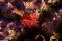 Phragmatopoma californica (Sandcastle Worm)