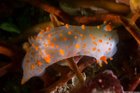 Triopha catalinae (Catalina Triopha)