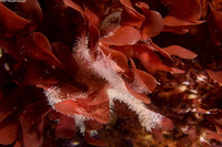 Orthopyxis sp.1 (Orthopyxis sp.1)