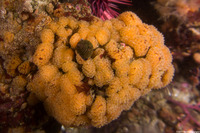 Ritterella pulchra (Ritterella Pulchra)