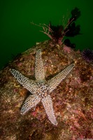 Pisaster giganteus (Giant Spined Star)