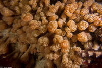 Synoicum parfustis (Synoicum Parfustis)