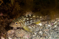 Paralabrax clathratus (Kelp Bass)