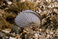 Argonauta hians (Paper Nautilus)