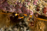 Paguristes ulreyi (Furry Hermit Crab)