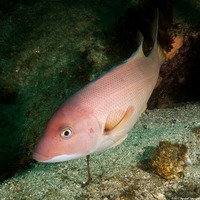 Semicossyphus pulcher (California Sheephead)