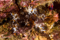 Cucumaria salma (Black and Orange Sea Cucumber)