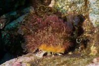 Megastraea undosa (Wavy Turban Snail)
