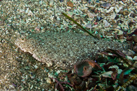 Citharichthys stigmaeus (Speckled Sanddab)