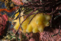 Polymastia pachymastia (Aggregated Nipple Sponge)