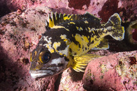 Sebastes chrysomelas (Black-and-Yellow Rockfish)