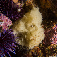 Leucosolenia eleanor (Tube Ball Sponge)