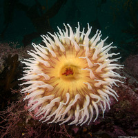 Urticina piscivora (Fish-Eating Urticina)