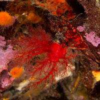 Psolus chitonoides (Slipper Sea Cucumber)