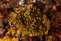 Lagenicella punctulata (Coralline Bryozoan)