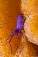 Podocerus cristatus (Podocerus cristatus)