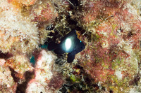 Dascyllus albisella (Hawaiian Dascyllus)