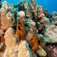 Spheciospongia vagabunda (Vagabond Boring Sponge)