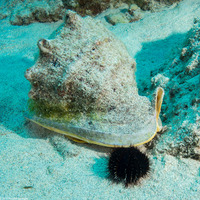 Cassis cornuta (Horned Helmet)