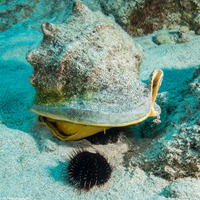 Cassis cornuta (Horned Helmet)