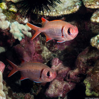 Myripristis kuntee (Pearly Soldierfish)