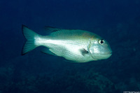 Monotaxis grandoculis (Humpnose Bigeye Bream)