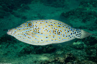 Aluterus scriptus (Scrawled Filefish)