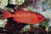 Heteropriacanthus cruentatus (Glasseye)