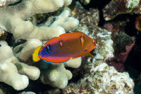 Coris gaimard (Yellowtail Coris)