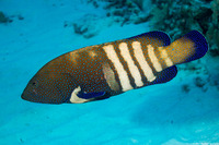 Cephalopholis argus (Peacock Grouper)