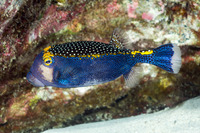 Ostracion meleagris (Spotted Boxfish)