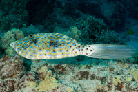 Aluterus scriptus (Scrawled Filefish)