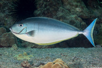 Naso hexacanthus (Sleek Unicornfish)