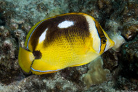 Chaetodon quadrimaculatus (Fourspot Butterflyfish)