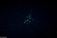 Forskalia s.1 (Forskalia sp.1)