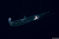 Superfamily Pterotracheoidea (Heteropod)