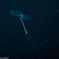 Chelophyes sp.1 (Chelophyes sp.1)