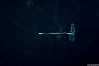 Chelophyes sp.1 (Chelophyes sp.1)