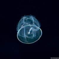 Class Enteropneusta (Larval Acorn Worm)