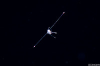 Infraorder Brachyura (Larval Crab (Zoea Stage))