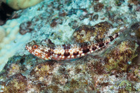 Synodus variegatus (Reef Lizardfish)