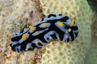 Phyllidia sp.2 (Phyllidia sp.2)