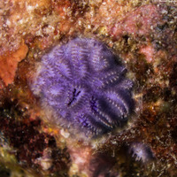 Disporella violacea (Violet Encrusting Bryozoan)