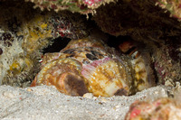Dardanus gemmatus (Jeweled Anemone Crab)