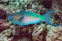 Scarus rubroviolaceus (Redlip Parrotfish)