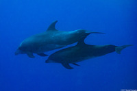 Tursiops truncatus (Bottlenose Dolphin)
